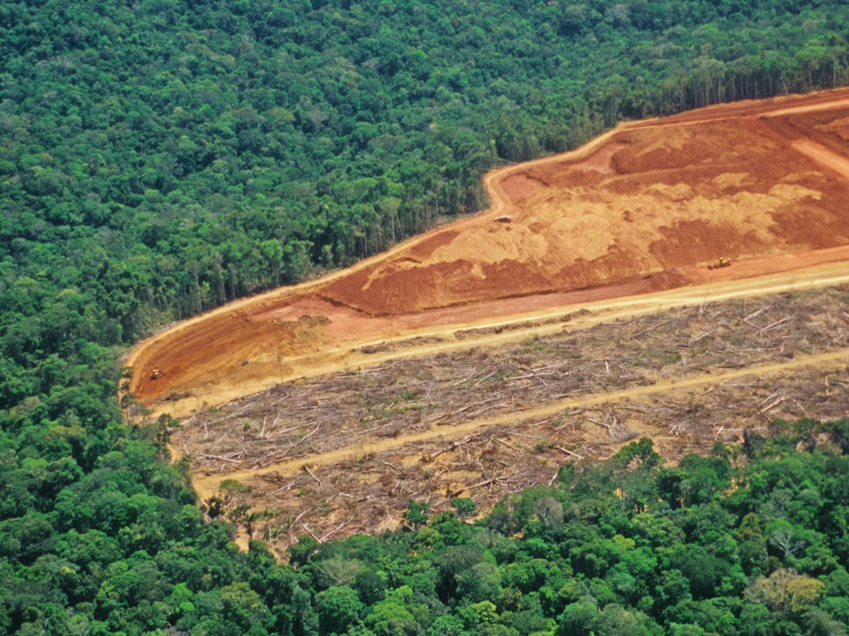 A ONU alerta para uma 'janela estreita' para restaurar as florestas do mundo