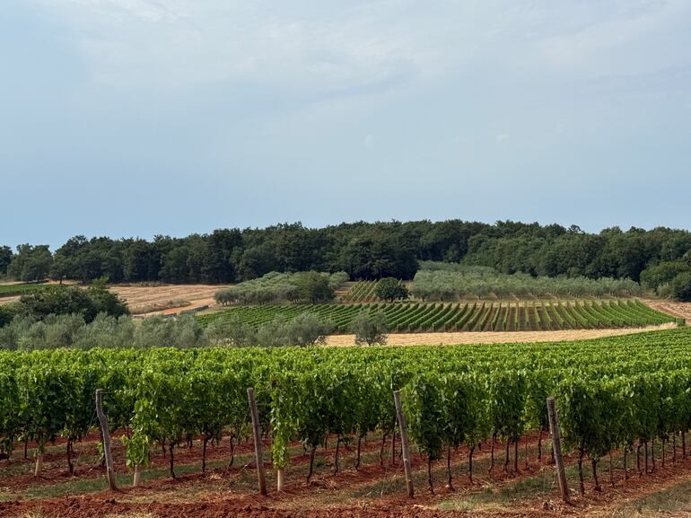 Vinhos dos Bálcãs: rótulos ainda pouco conhecidos no Brasil ganham destaque internacional