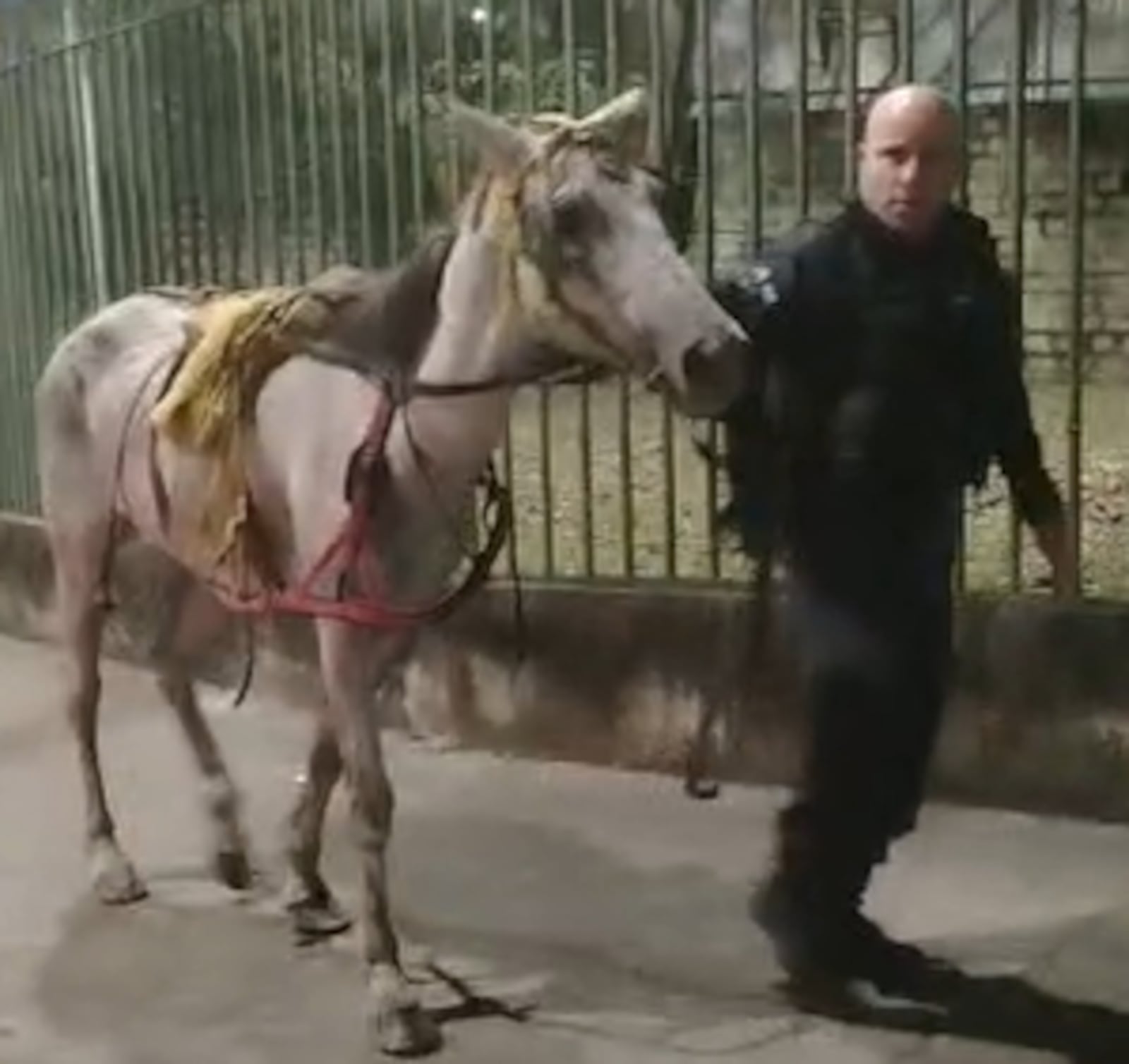 Animal foi resgatado por policiais militares após denúncia de maus-tratos Reprodução/Polícia Militar