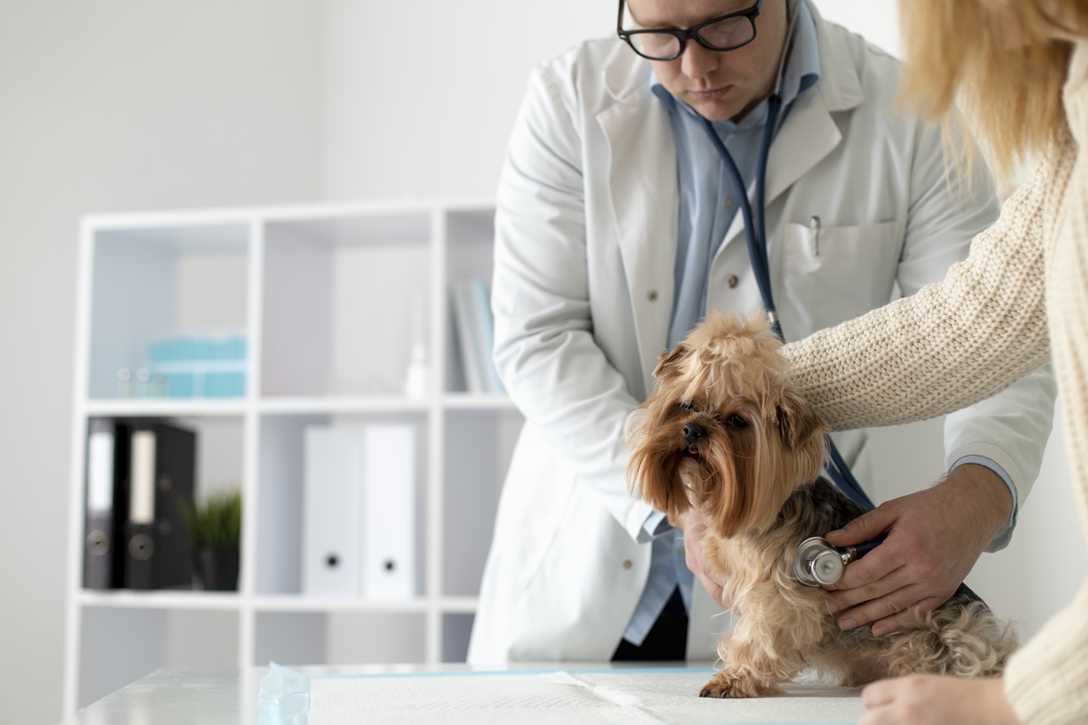 Com a chegada da primavera, cães podem sofrer mais com coceira e alergias