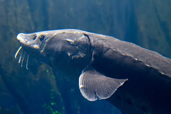 Ancião: pesquisa identifica peixe com mais de 400 anos em lagos dos EUA