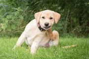 Com a chegada da primavera, cães podem sofrer mais com coceira e alergias