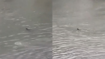 Advierten sobre la posible presencia de un tiburón en las inundadas calles de Atlantic City, en Nueva Jersey