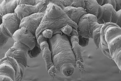 Nova espécie de aranha-do-mar com pernas peludas, três lábios e olhos vermelhos é descoberta