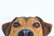 Com a chegada da primavera, cães podem sofrer mais com coceira e alergias