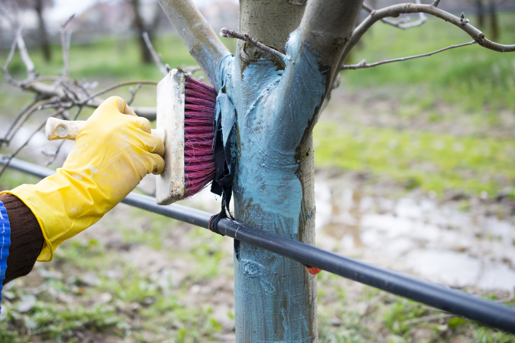 Jardiniers experientes nunca deixam suas árvores frutíferas passar o inverno sem este ritual preciso: nem um inseto, e nem uma gota de pesticida