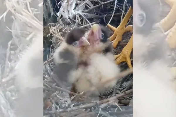 Moradora grava nascimento de filhotes de carcará na janela de casa