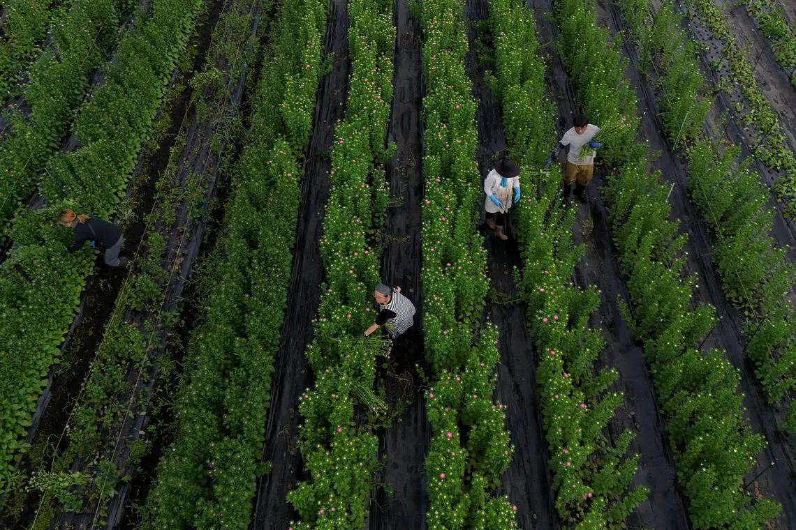 Raccoons caused 84.06 million yen worth of crop damage in Osaka Prefecture in fiscal 2024.