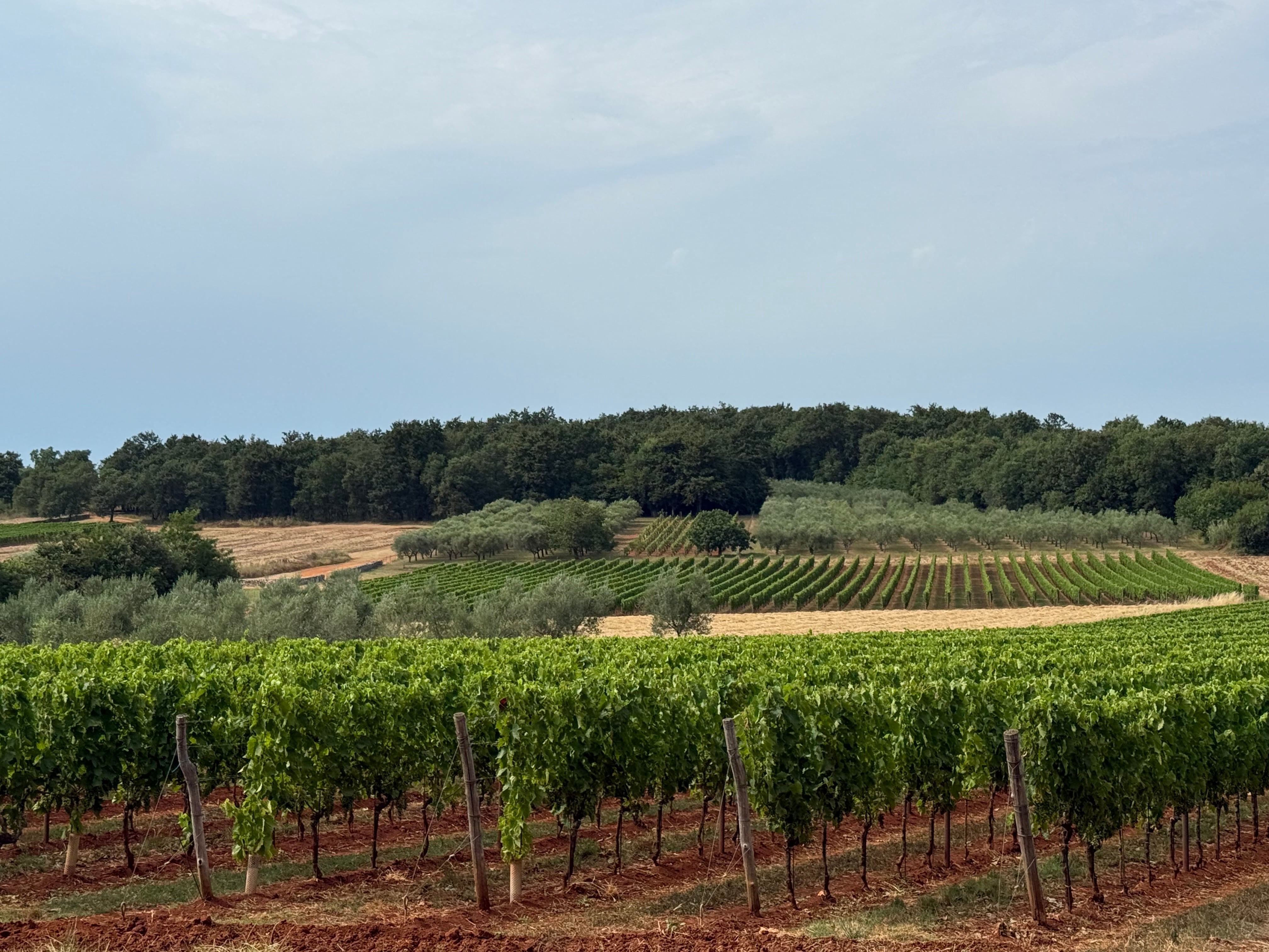 Vinhos dos Bálcãs: rótulos ainda pouco conhecidos no Brasil ganham destaque internacional