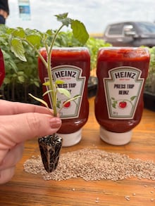 Do híbrido à colheita: como a tecnologia está mudando o cultivo do tomate