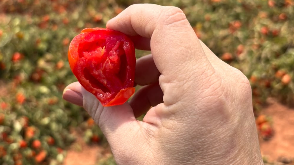Tomate enfrenta mudanças no clima, e campo busca novas formas de adaptação
