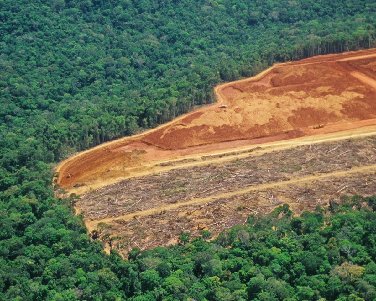 A ONU alerta para uma 'janela estreita' para restaurar as florestas do mundo