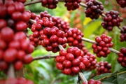 Ranking com as 100 melhores cafeterias da América Latina tem 12 brasileiras