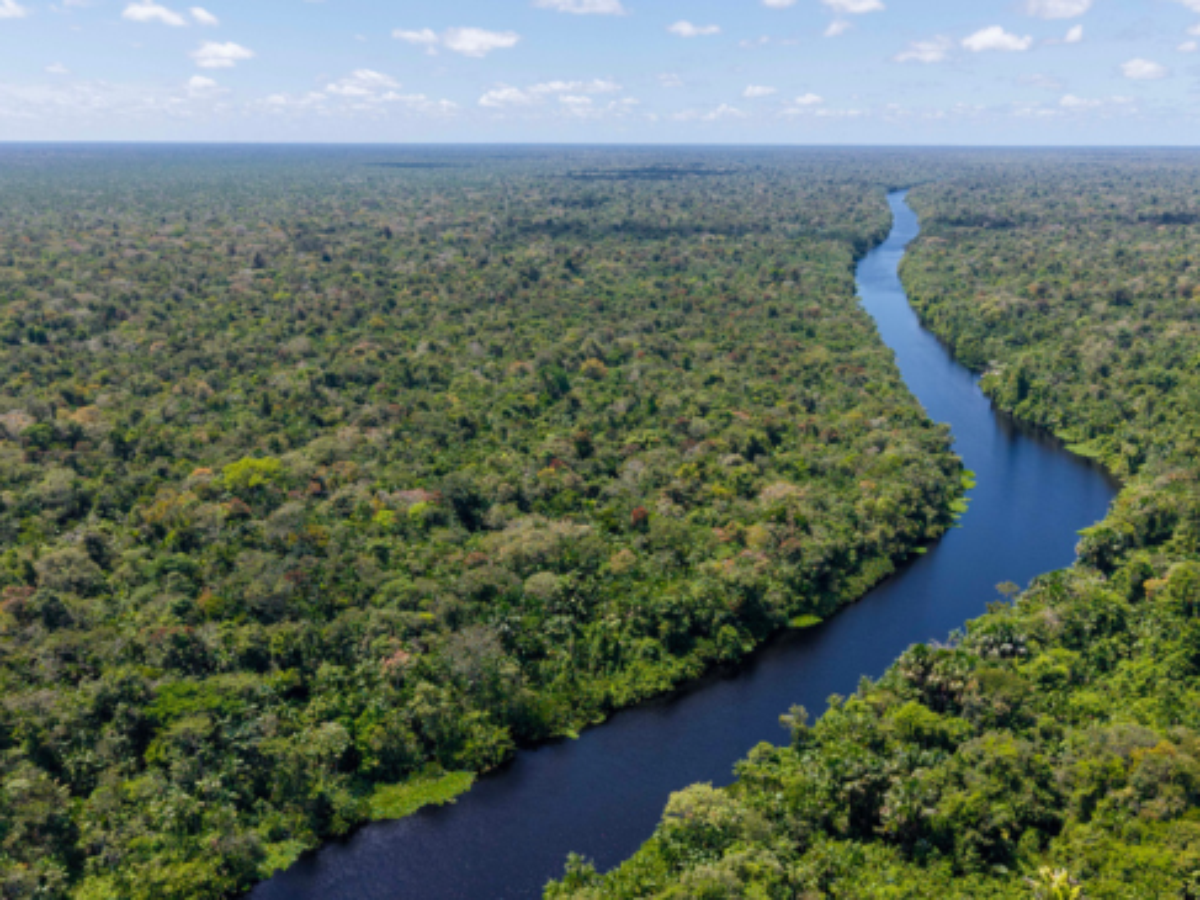 Planos dos candidatos para o meio ambiente focam no combate ao desmatamento e 'mostram consenso discursivo amplo', analisam especialistas