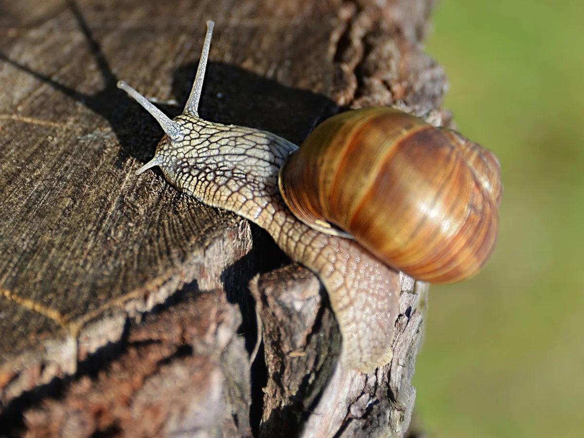 Concha de caracol pode guardar pistas de ciclones e chuvas do passado