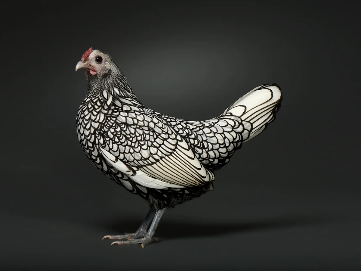 Sebright: a raça de galinha com penas que parecem ter sido desenhadas à mão