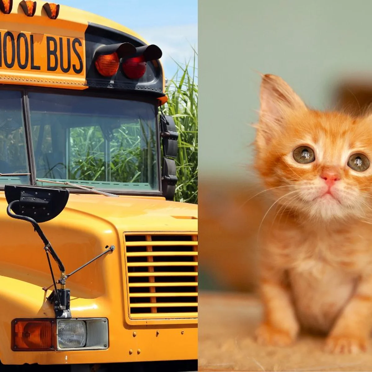 Motorista de ônibus é demitida após aluno resgatar gato na beira da estrada