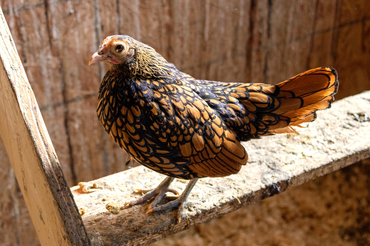 Sebright: a raça de galinha com penas que parecem ter sido desenhadas à mão