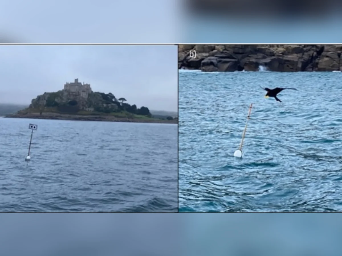 "Espantalhos flutuantes" ajudam a evitar morte de milhares de aves marinhas