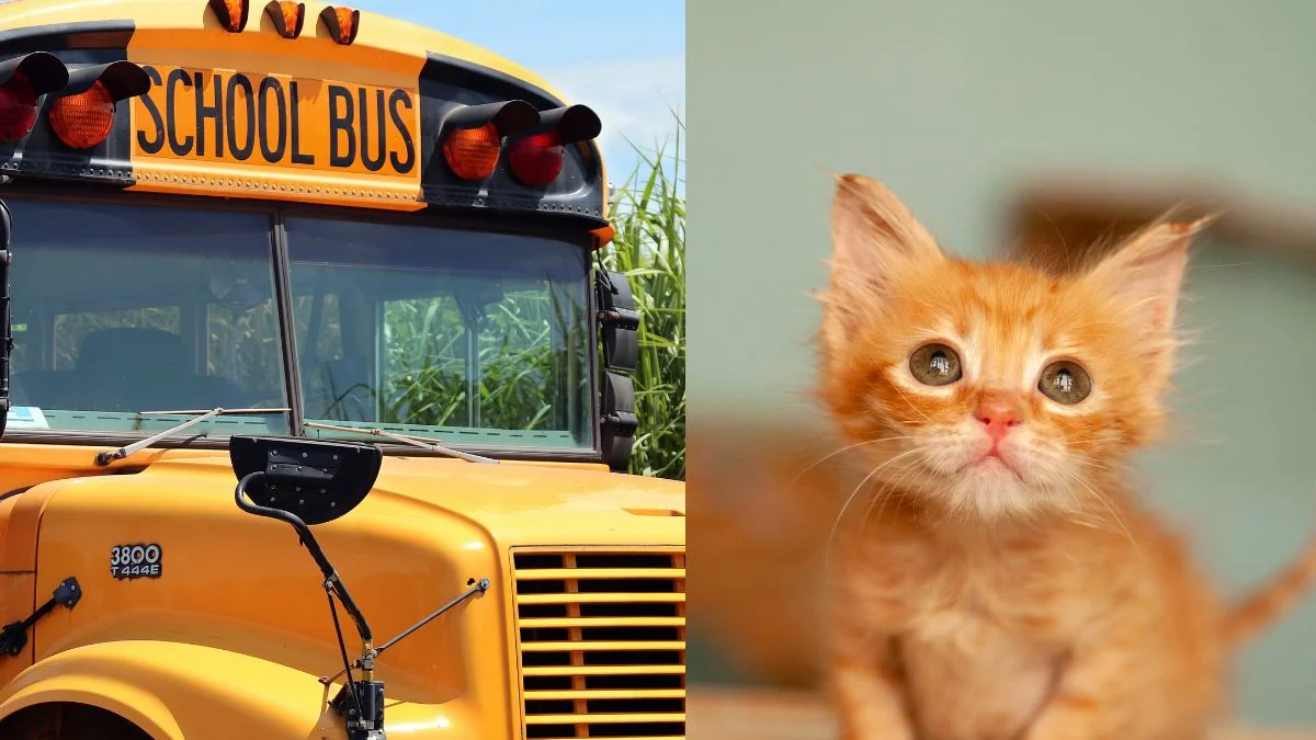 Motorista de ônibus é demitida após aluno resgatar gato na beira da estrada