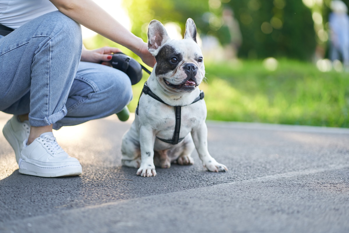 Adaptar a dieta e a rotina a diferentes fases aumenta a saúde dos pets