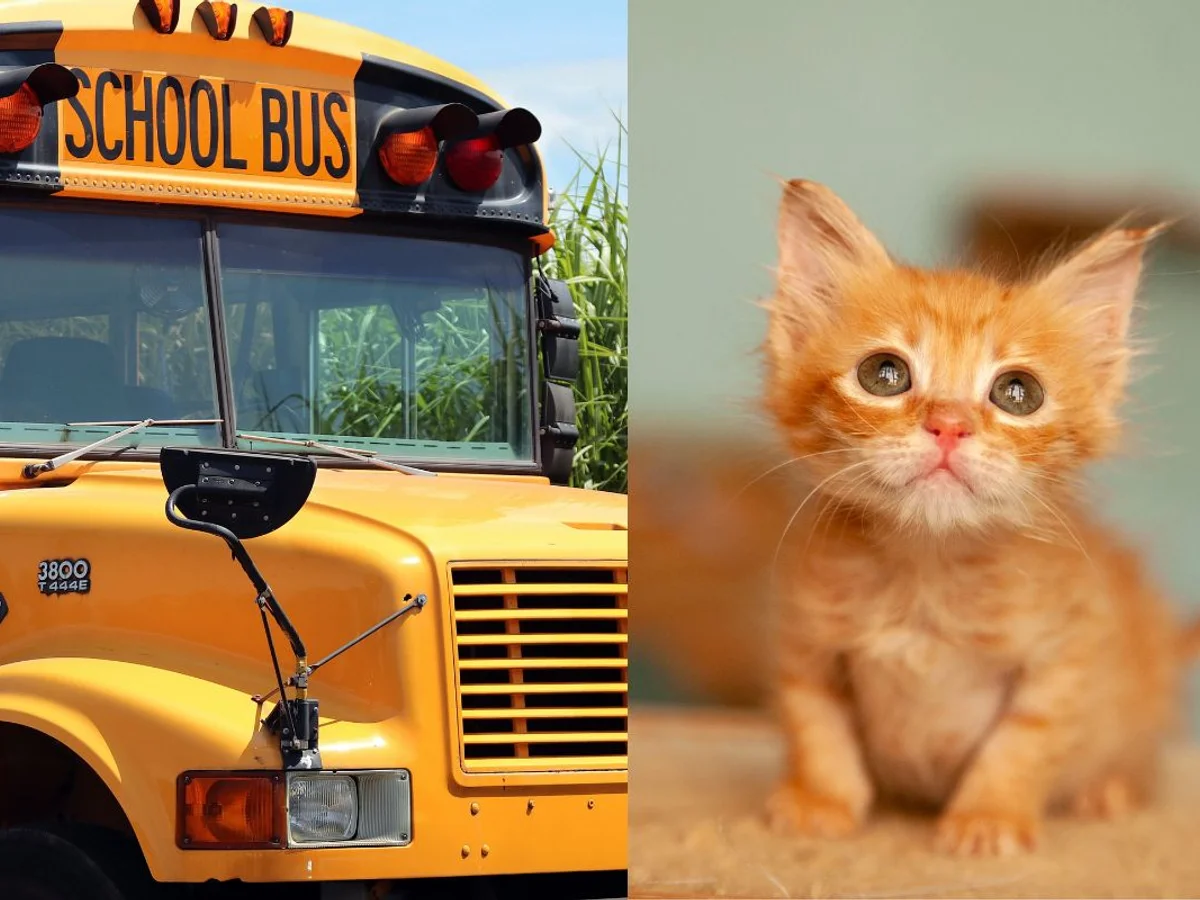 Motorista de ônibus é demitida após aluno resgatar gato na beira da estrada