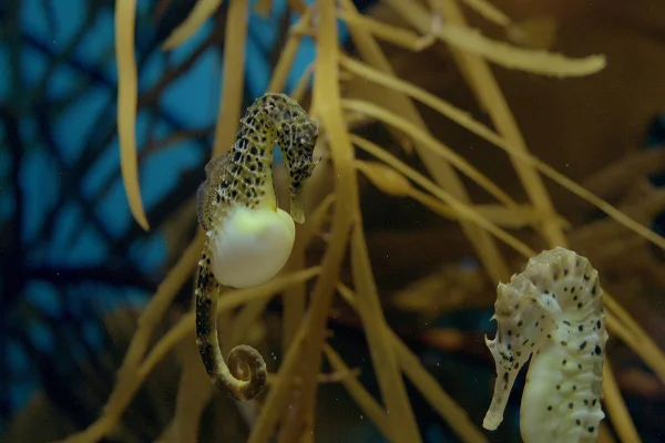 Anatomia do cavalo-marinho macho assume papel central na gestação