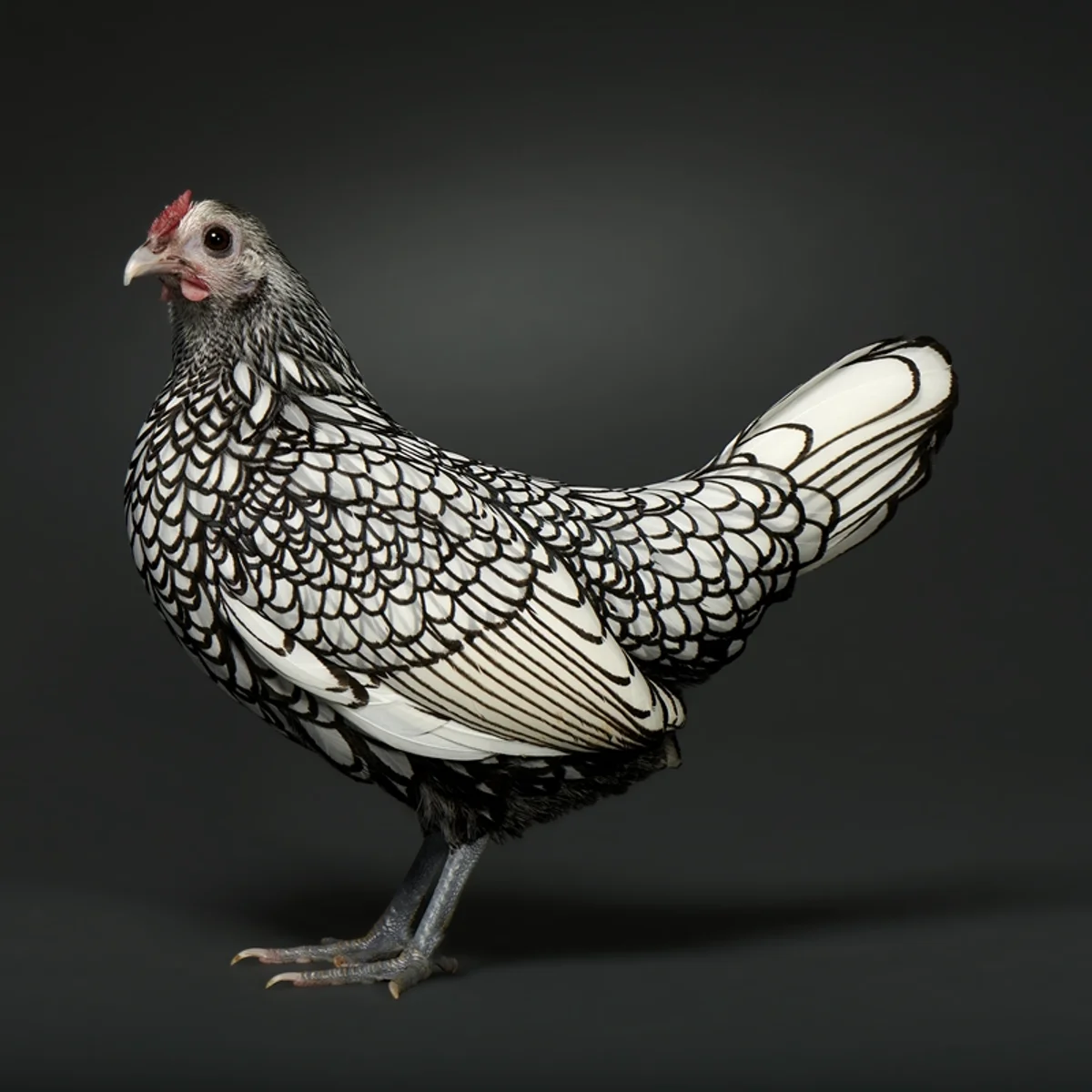 Sebright: a raça de galinha com penas que parecem ter sido desenhadas à mão