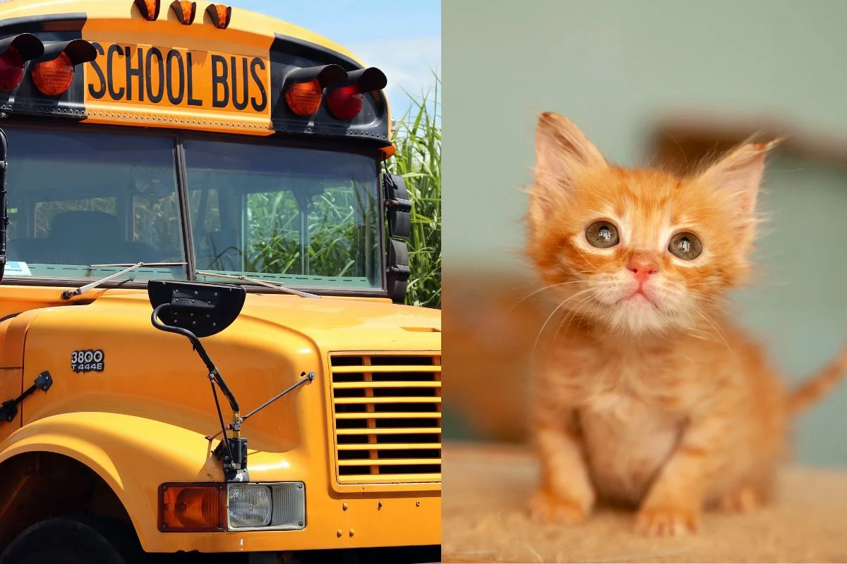 Motorista de ônibus é demitida após aluno resgatar gato na beira da estrada
