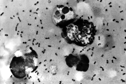 Brisbane 2032 lança um emblema de cacatuá para os Jogos Olímpicos e Paralímpicos após vazamento acidental